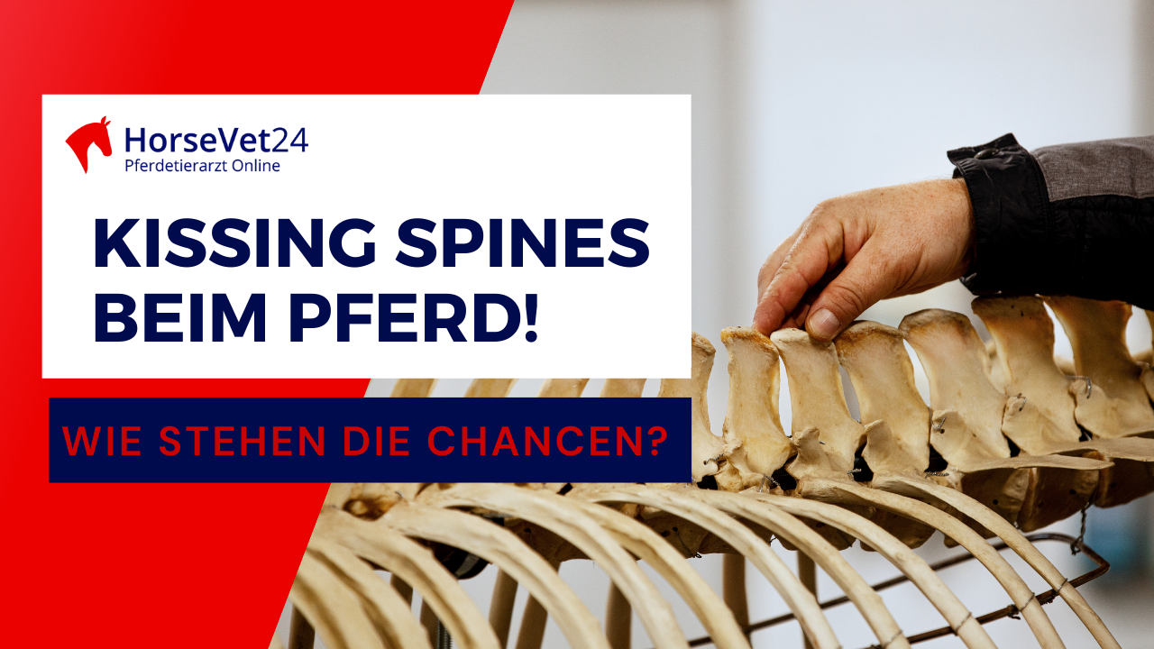 Kissing Spines beim Pferd: Ursachen, Erkennen, Therapie