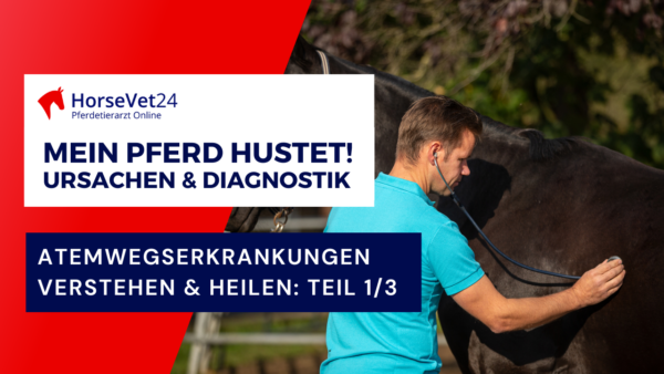 Husten Pferd, Ursachen und Diagnostik