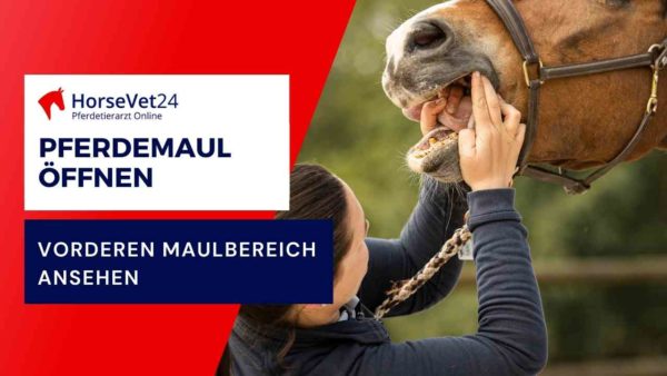 Pferdemaul öffnen - Untersuchung des Mauls beim Pferd