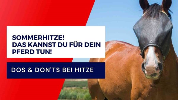 Hitze und Pferd: Dos & Don'ts - Pferdetierarzt-Tipps