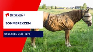 Sommerekzem beim Pferd