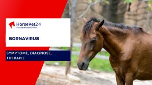 Bornavirus Pferd