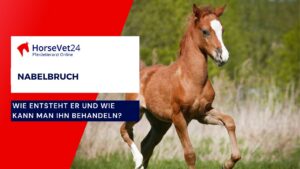 Nabelbruch beim Pferd