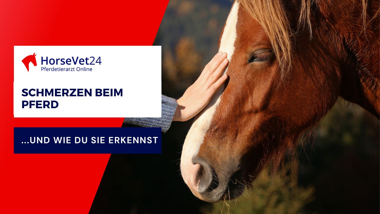Wissen2Go-Thumbnails_HV24 (8)