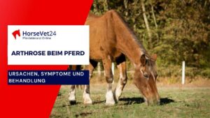 Arthrose beim Pferd